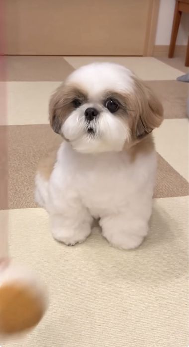 Catel Shih Tzu Mini Toy cu Pedigree