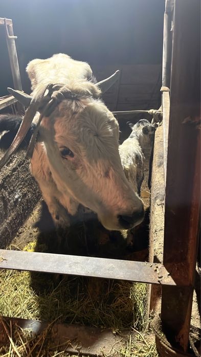 Сиырлар сатылады 500.000 нан