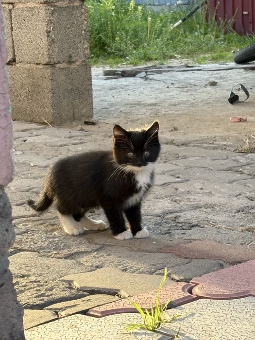 Котята в добрые руки: мальчик и девочка