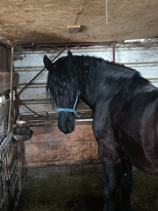 Armăsar metiși de frizian