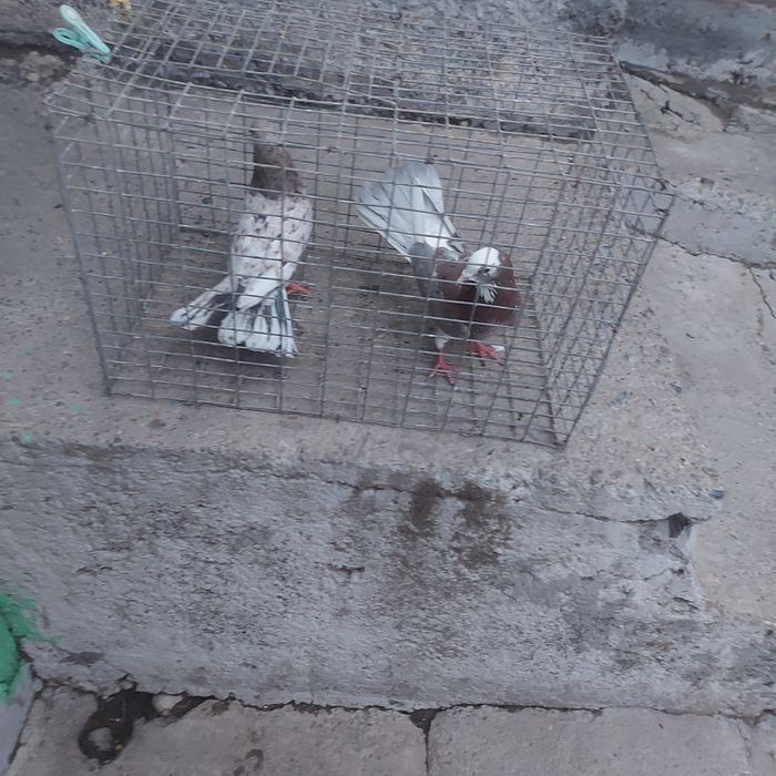 Челкари шыракахвосты 16 17хвост