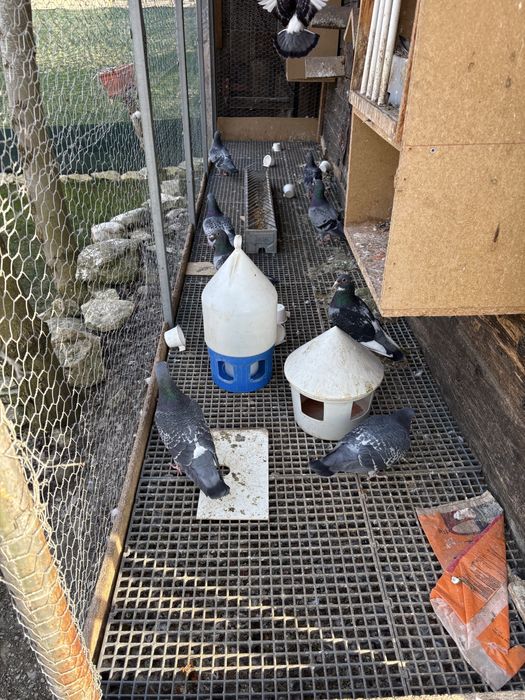 Porumbei voiajori maraton-maraton extrem