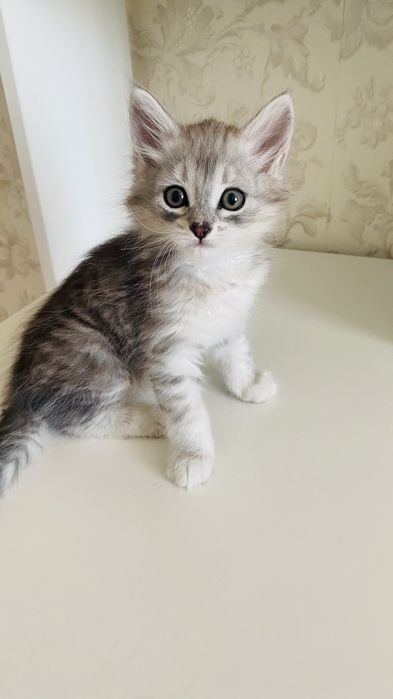 Продам котенка 1,5 месяца