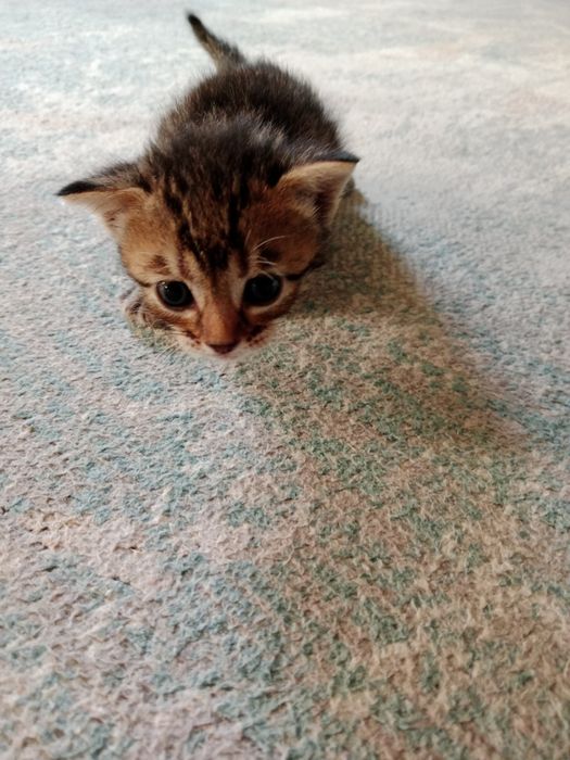 Котята в хорошие руки!