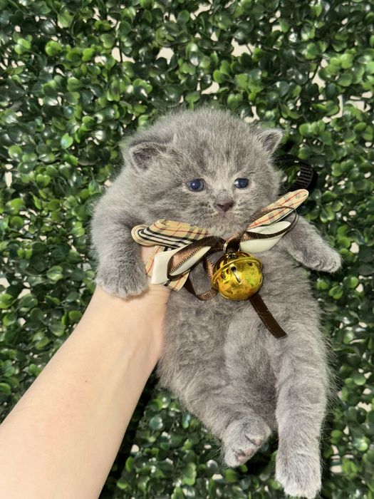 Британский скотч фолд, страйт