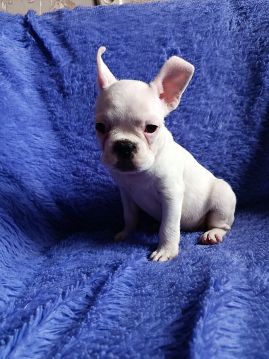 Французский бульдог