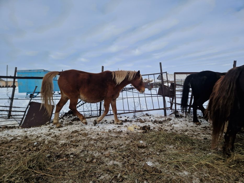 Жеребец от тяжа ,