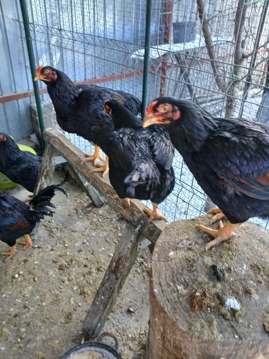 Combatant indian de vînzare