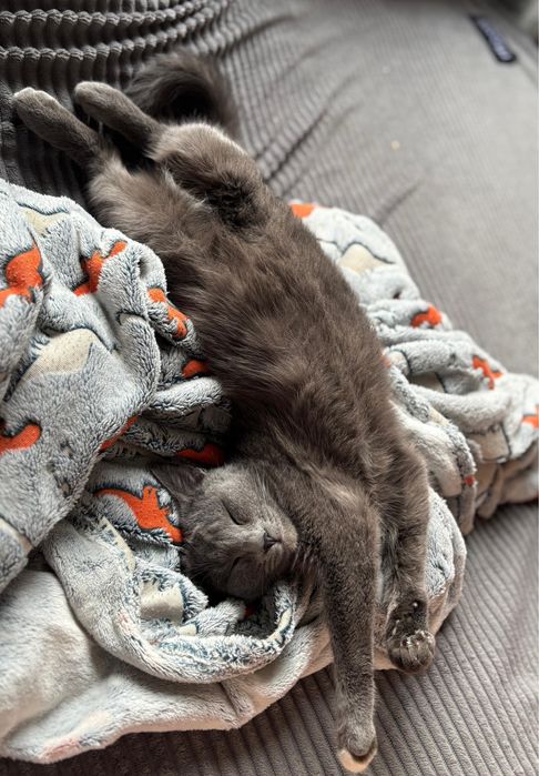 Передержка кошек