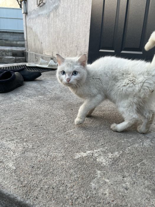 Голубоглазый Кот Кошка