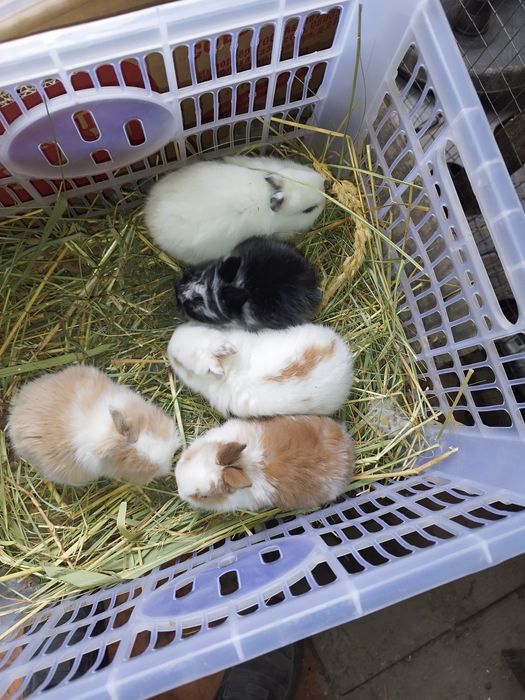 Кролики декоративные