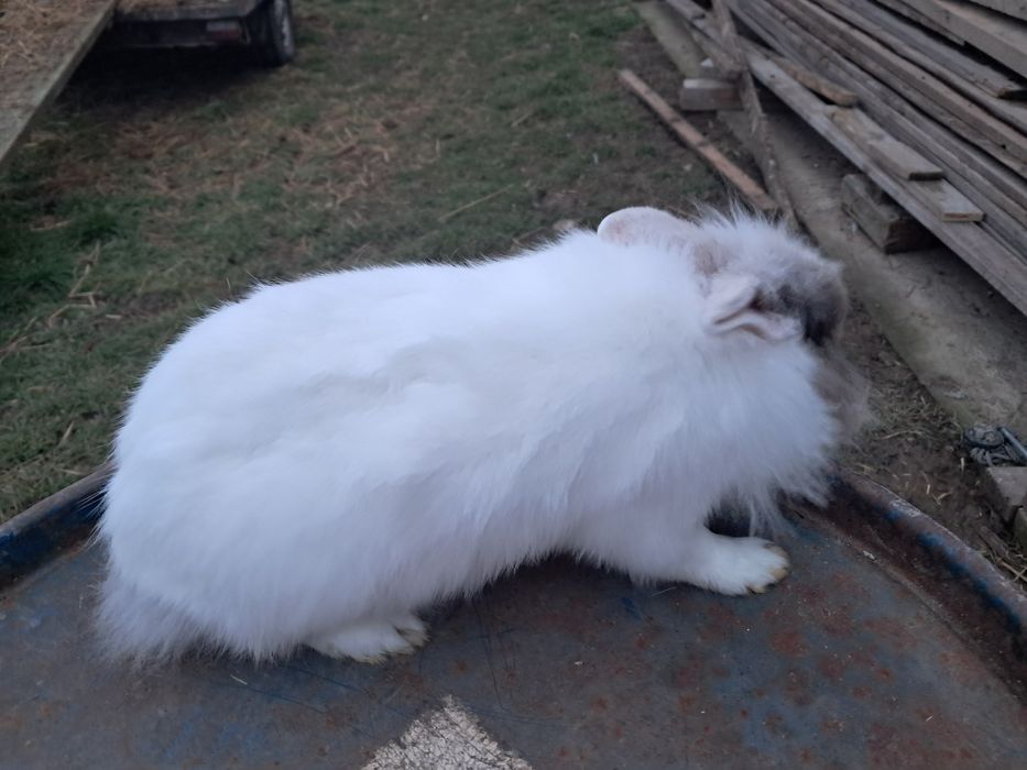 Iepuri cap de leu 1 an