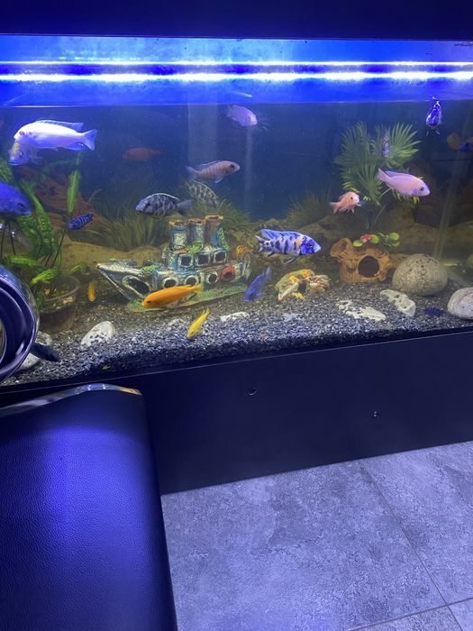 ternetsa,sklari nion xiwniklarambor mirni baliqlar Akvashop bukhara/tg