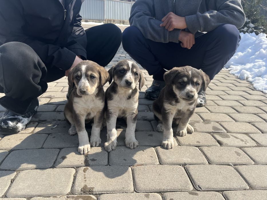 Шенки курцьхар 5к