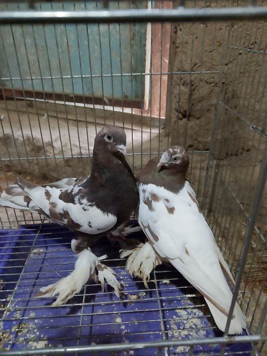 Голуби готовый пара чёрные груды