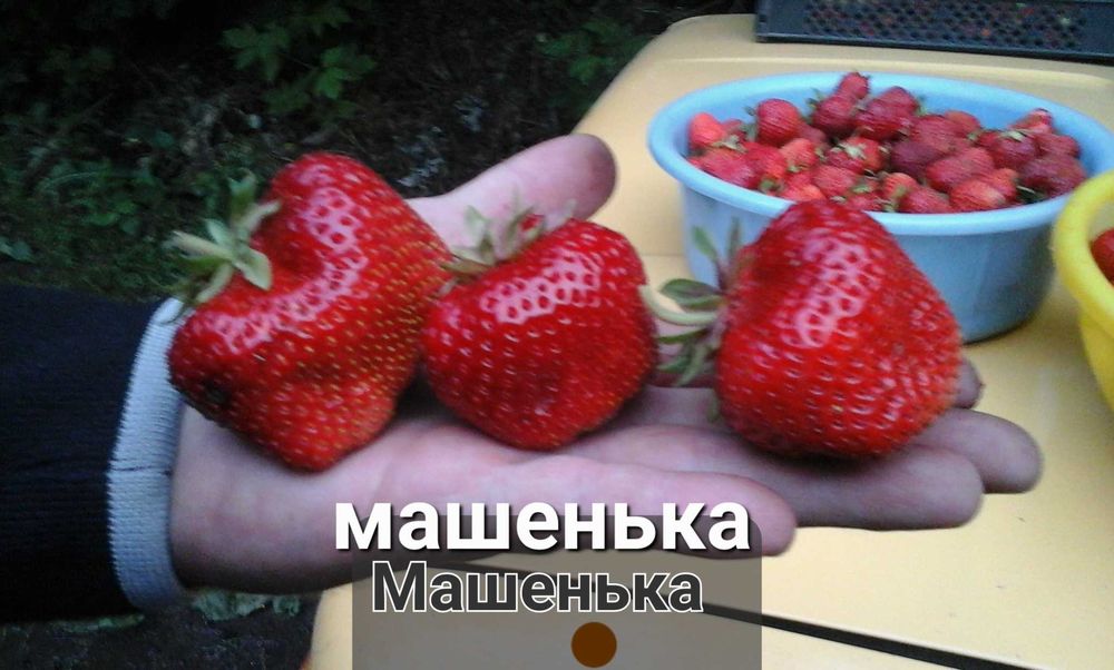 Саженцы смородины и малины