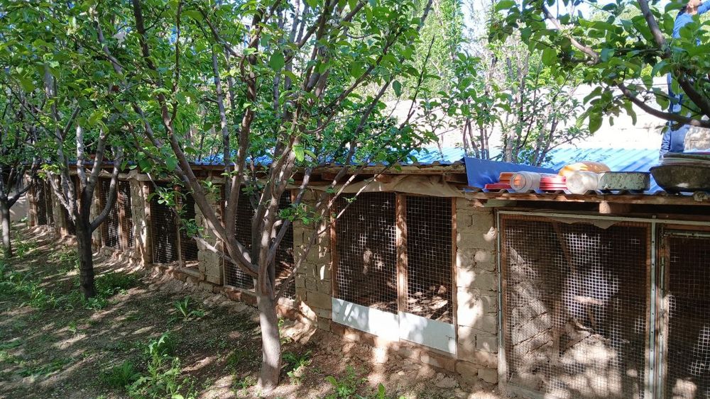 Продаётся готовая ферма Назарбеке