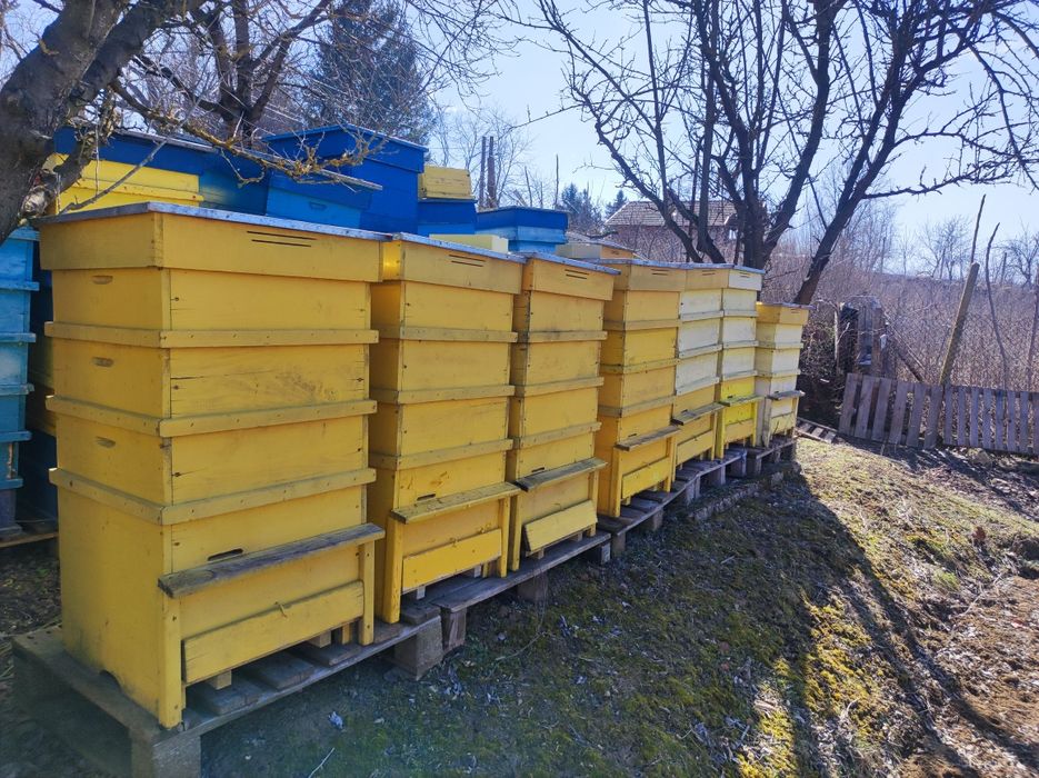 Пчелни кошери дадан блат 12рамкови