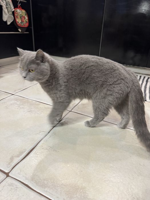 Британски сини коткенца