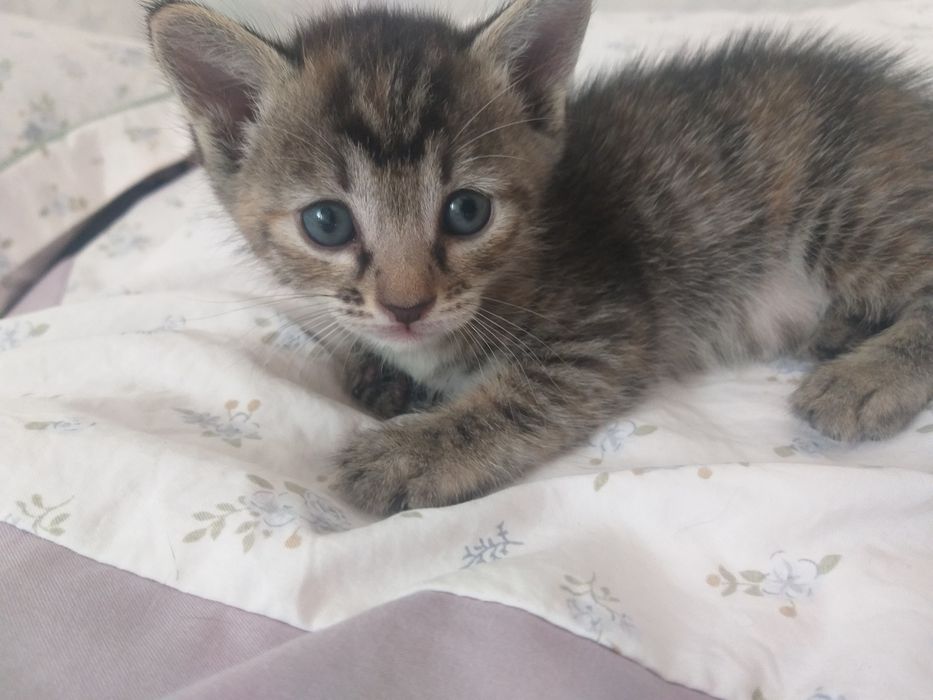 Котята  дворняжки