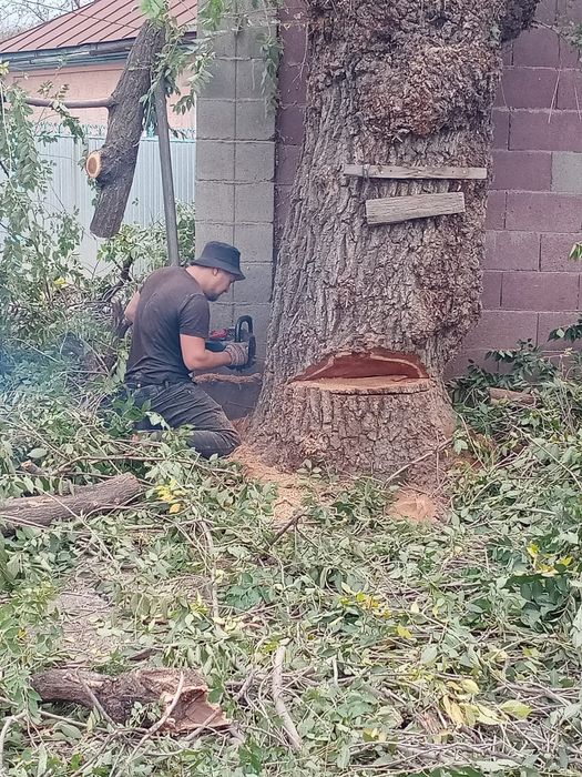 Спил деревьев, обрезка дерева, дерево, ағаш кесеміз