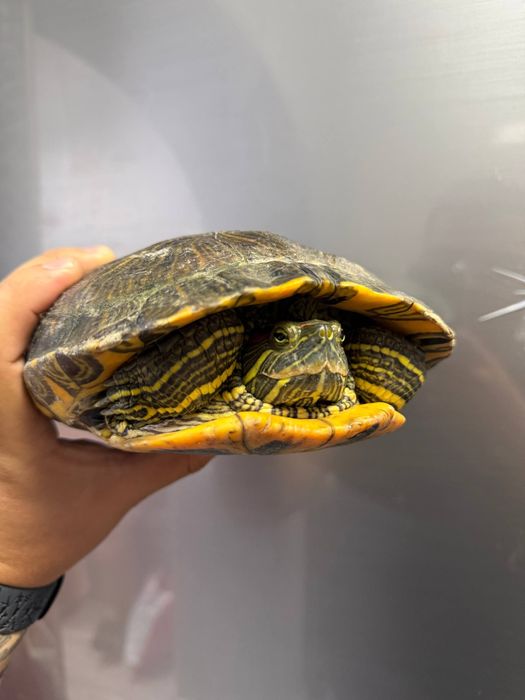 Продаётся красноухая черепаха