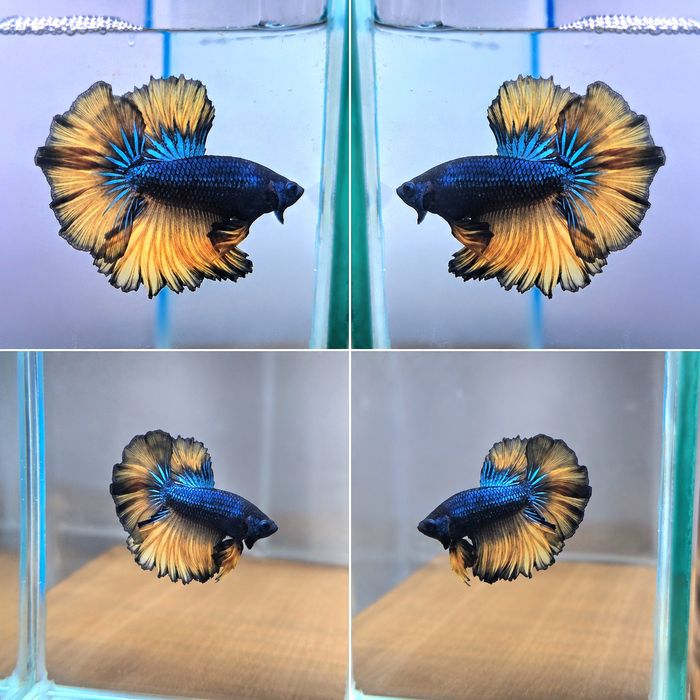 Betta Halfmoon Mustard Gas