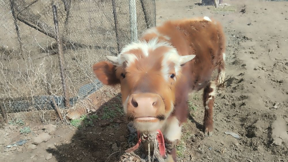 Продам быка 1.5 года