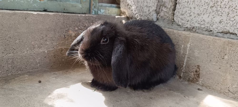 Карликовый баран (декоративные кролики)