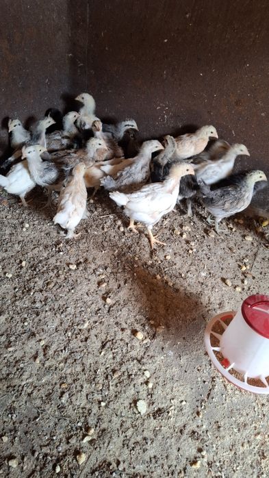 Продам цыплят активных