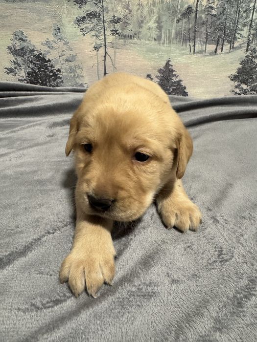 Продам лабрадоров