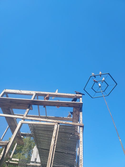 Porumbei Jucatori de Galati