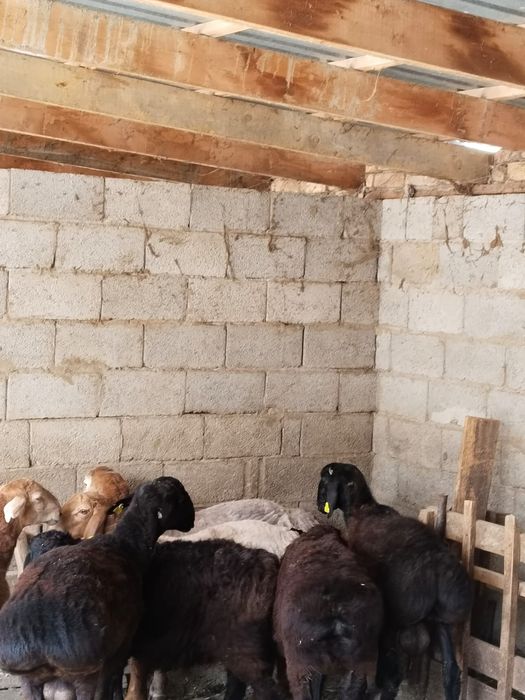 Арашан гиссар козы кошкар
