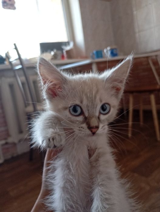 Отдам кошечку в добрые руки