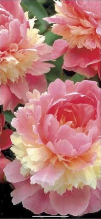 Rizomi dr bujori 25 lei buc