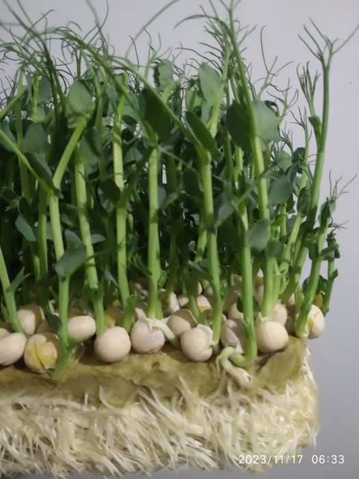 Горох микрозелень (мадрас)