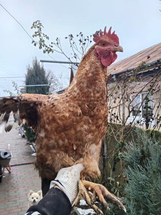 Rațe mute și rățoi  2025