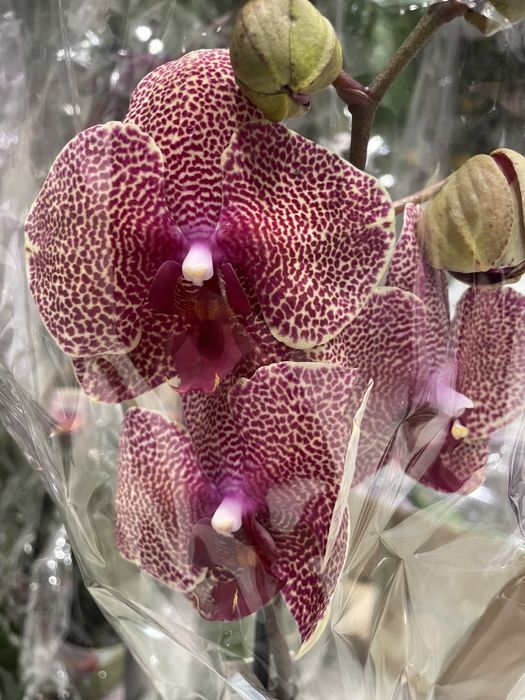 Орхидеи на выбор