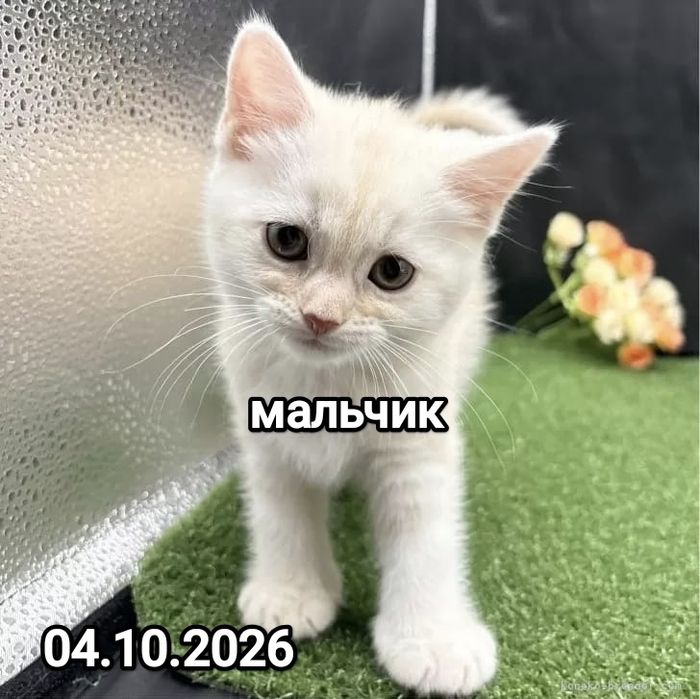 Британские котята