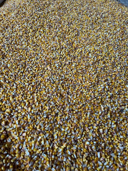 Vand porumb boabe (graunte), productie 2025