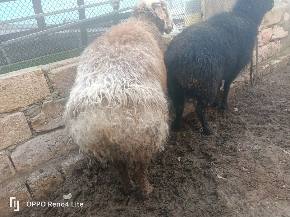 Кошкар сатылады   колдан бағылган