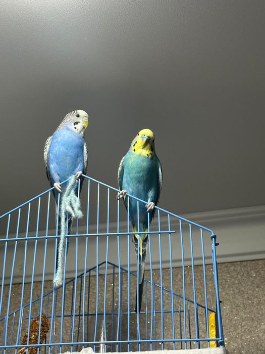 Продам двух попугаев, мальчика и девочку!