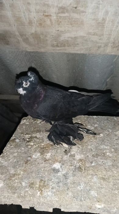 Голуби черные по парам