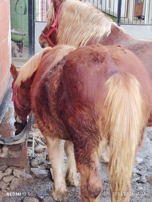 De vanzare Manz Cuminte