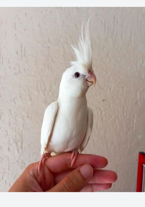 Поступление ручных птенцов Корелл