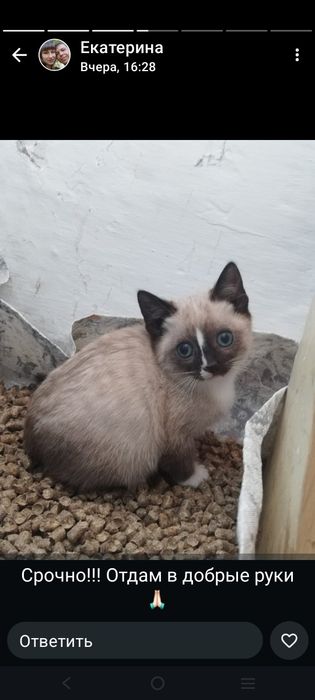Срочно отдам в добрые руки