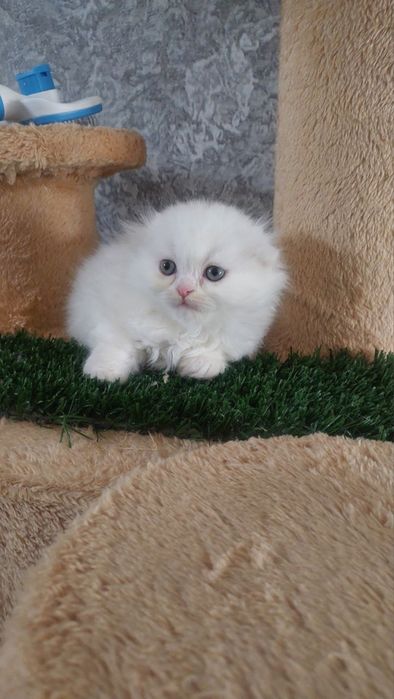 Продаются котята