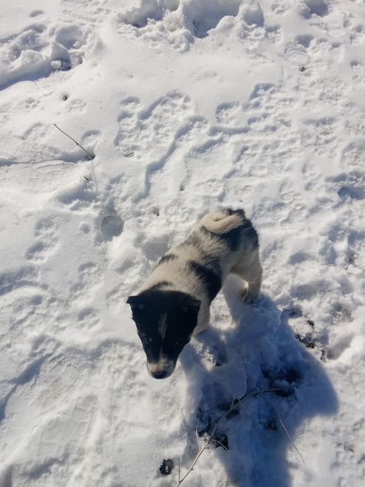 Продам щенка лайка