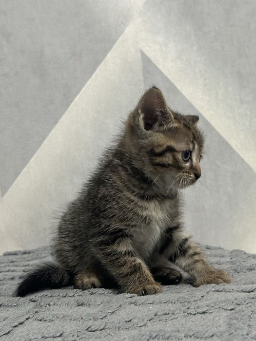 Отдам котенка мальчика
