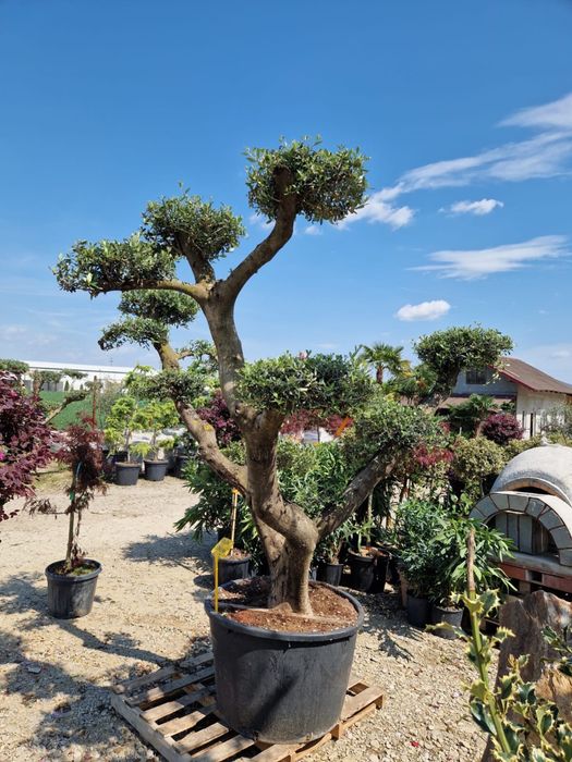 Plante ornamentale